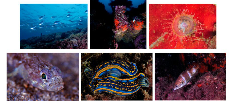 Campeonato Navarro de Fotograf&iacute;a Submarina 2017